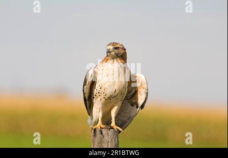 Rotschwanzfalke (Buteo jamaicensis), unreif, auf dem Pfosten, North Dakota (U.) S.A. Stockfoto