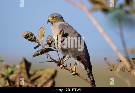 Straßenfalke, Straßenfalken (Buteo magnirostris), Buzzard, Buzzards, Raubvögel, Tiere, Vögel, Roadside Hawk, hoch oben auf einem Ast mit Toten Stockfoto