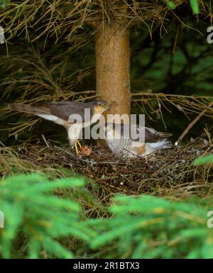 Nahaufnahme des eurasischen Sperber (Accipiter nisus), paarweise im Nest mit Nahrung (S) Stockfoto