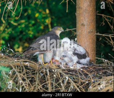 Sperber (Accipiter nisus) im Nest, der die Jungen füttert (S) Stockfoto