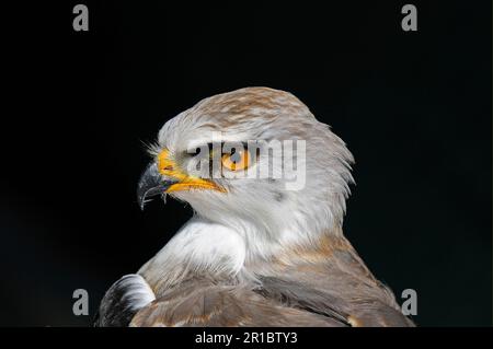 Schwarzflügeldrachen (Elanus caeruleus), Jugendliche, Nahaufnahme des Kopfes, Südafrika Stockfoto