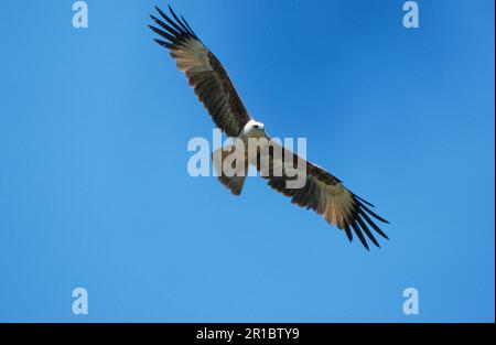 Brahminy Drachen (Haliastur indus) Brahminy Harriers, Greifvögel, Tiere, Vögel, Brahminy Drachen unreif im Flug, Goa, Indien Stockfoto