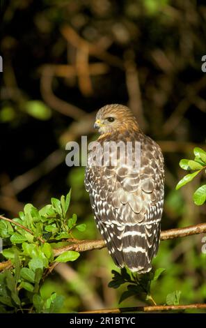 Rotschulterfalke, Rotschulterfalke (Buteo lineatus), Bussard, Bussarde, Raubvögel, Tiere, Vögel, Redshoulded Hawk Florida Stockfoto