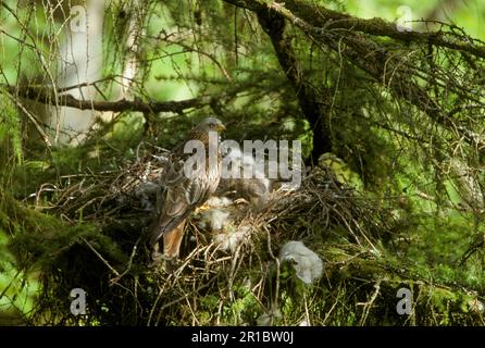 Roter Drachen, Roter Drachen (Milvus milvus), Roter Drachen, Roter Drachen, Gabel-Harrier, Drachen, Drachen, Raubvögel, Tiere, Vögel, Roter Drachen Stockfoto