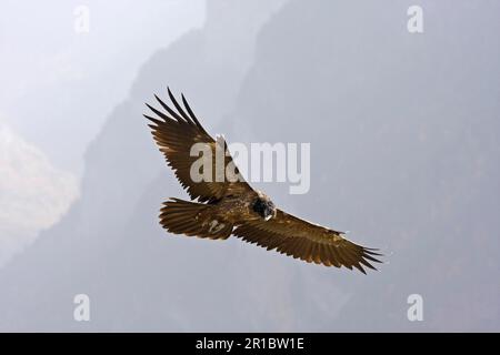 Bärtiger Geier (Gypaetus barbatus), Jugendliche, die über die Berge fliegen, Pyrenäen, Aragon, Spanien Stockfoto