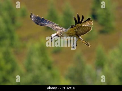 Junger westlicher Fischadler (Pandion haliaetus) im Flug, schwebend, Schottland, Großbritannien Stockfoto