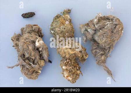 Aegypius monachus, Cowbird-Aasgeier, Aasgeier, Greifvögel, Tiere, Vögel, eurasische Schwarze Geier, drei Pellets, mit Europäern Stockfoto