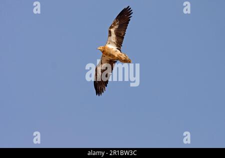 Kanarische ägyptische Geier (Neophron percnopterus majorensis) unreif, im Flug, Fuerteventura, Kanarische Inseln Stockfoto