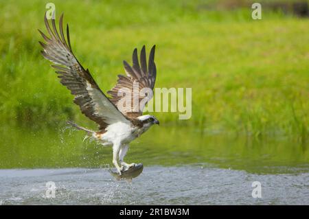 Westlicher Fischadler (Pandion haliaetus), ausgewachsener Fischfang in Krallen, Finnland Stockfoto