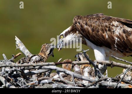 Westliche Fischadler (Pandion haliaetus), ausgewachsen, Küken in Nest füttern, Finnland Stockfoto