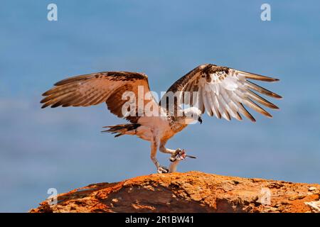 Australischer Fischadler, australischer Fischadler, Adler, Greifvögel, Tiere, Vögel, Fischadler (Pandion haliaetus cristatus), „östliche“ Unterarten Stockfoto