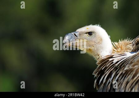 Cape Griffon (Gyps Coprotheres), Erwachsene, Nahaufnahme des Kopfes, Südafrika Stockfoto