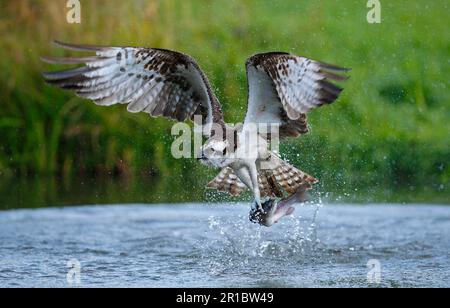 Westliche Fischadler (Pandion haliaetus), Erwachsener, im Flug, Angeln, Forellen in Krallen, Finnland Stockfoto