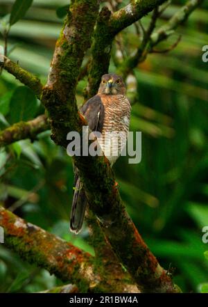 Shikra (Accipiter badius badius), Erwachsene Frau, sitzt auf einem Ast, Sri Lanka Stockfoto