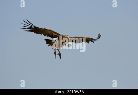 Rueppells rueppellischer Geier (Gyps rueppellii), Erwachsener, im Flug, bei der Landung, Masai Mara, Kenia Stockfoto