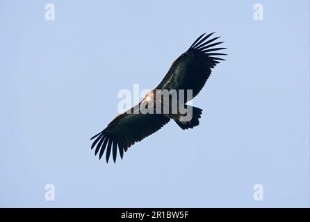 Himalaya-Greiffasgeier (Gyps himalayensis) unreif, im Flug, Koshi Tappu, Nepal Stockfoto