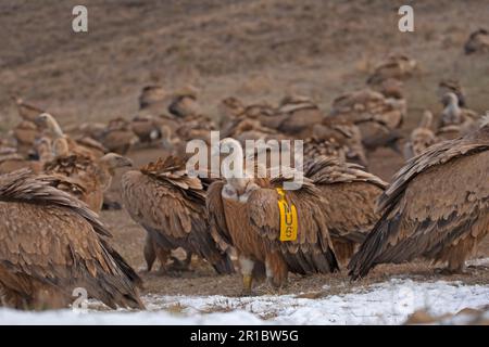 Eurasische Griffon-Vulture (Gyps fulvus)-Herde, einer mit Flügelanhänger, die Aas an der Fütterungsstation in Spanien füttert Stockfoto