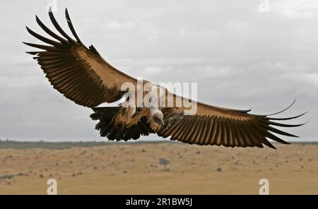 Rueppells Griffongeier (Gyps ruppellii), Erwachsener in Flug, Landung, Masai Mara, Kenia Stockfoto