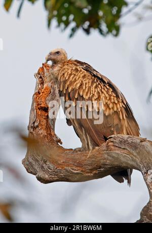 Gyps himalayensis (Gimalaya-Greifgeier), unreif, sitzt auf einem Baumstumpf, Kaziranga N. P. Assam, Indien Stockfoto