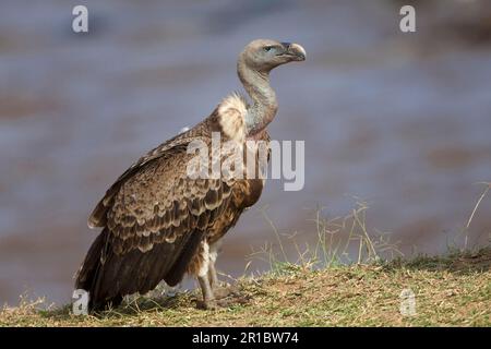 Ausgewachsener Rueppellsgeier (Gyps rueppellii) am Flussufer, Masai Mara, Kenia Stockfoto