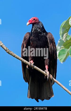 Truthahngeier (Cathartes aura aura), Erwachsener, sitzt auf einem Ast, Halbinsel Zapata, Provinz Matanzas, Kuba Stockfoto