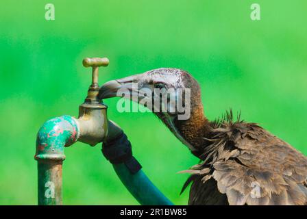 Kapuzengeier (Necrosyrtes monachus) unreif, trinkt aus dem ausgelaufenen Hahn im Resort Gambia Stockfoto