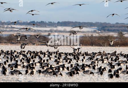 Barnacle Goose (Branta leucopsis) Herde, im Flug, Landung und Beweidung auf schneebedeckten Weiden, Caerlaverock, Dumfries und Galloway, Schottland Stockfoto