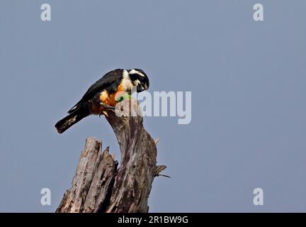 Adulter Schwarzkehlkopf (Microhierax fringillarius), Insektenfresser, sitzt auf einem toten Baum, Kaeng Krachan N. P. Thailand Stockfoto