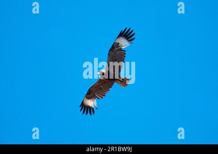 Schwarzbrustbuzzard (Hamirostra melanosternon), Erwachsener, im Flug, Kakadu N. P. Northern Territory, Australien Stockfoto