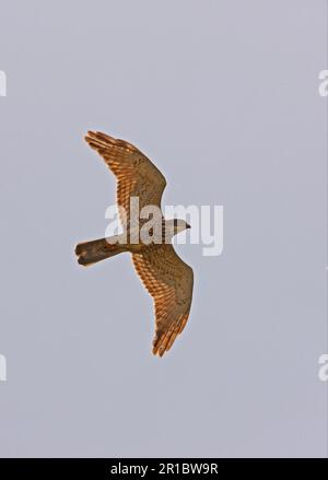 Kiefernbussard, Kieferntees, Raubvögel, Tiere, Vögel, Graugesichtiger Bussard (Butastur indicus), Erwachsener, im Flug, Hebei, China Stockfoto