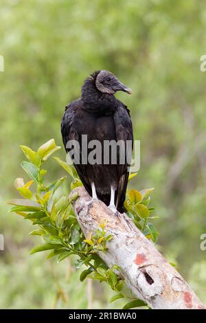 Schwarzkultur, Geier, Raubvögel, Tiere, Vögel, Schwarzer Geier Stockfoto