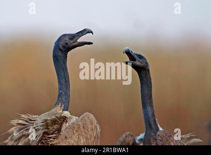 Der schlanke Geier (Gyps tenuirostris), zwei Erwachsene, Nahaufnahme von Kopf und Hals, streitet sich um Aas, Kalbfleisch Krous 'Geier Restaurant', Kambodscha Stockfoto