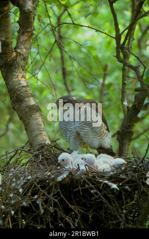 Sperber (Accipiter nisus), Raubvögel, Tiere, Vögel, Weibliche Sperber, Im Nest Stockfoto