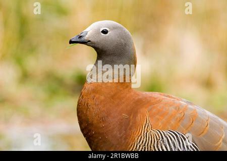 Ascheköpfige Gans (Chloephaga Poliocephala), Erwachsene, Fütterung von Gras, Nahaufnahme von Kopf und Hals, Tierra del Fuego, Argentinien Stockfoto