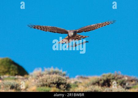 Cinerous Harrier (Circus cinereus), weiblich, im Flug, mit Nistmaterial, das an männliche in der Luft zu übergeben ist, Estancia Angostura, Weihnachtsmann Stockfoto