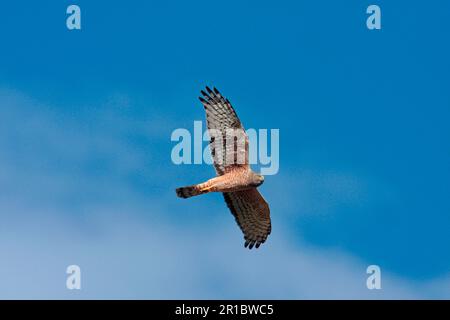 Cinereous Harrier (Circus cinereus), weiblich, im Flug, Estancia la Angostura, Santa Cruz, Argentinien Stockfoto