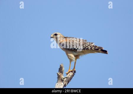 Rotschulterfalke, Rotschulterfalke (Buteo lineatus), Bussard, Bussarde, Raubvögel, Tiere, Vögel, Red Schulter Falke Stockfoto