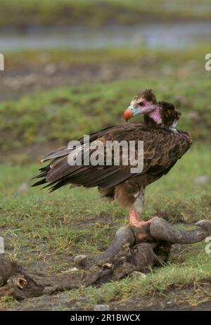 Weißkopfgeier (Trigonoceps occipitalis), der sich an Gnus-Schlachtkörpern, Serengeti, Tansania, ernährt Stockfoto