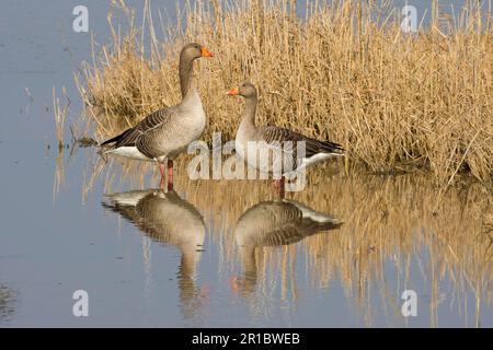 Greylag Goose (Anser anser) erwachsenes Paar, im Feuchtgebiet stehend, Reflexion im Wasser, Norfolk, England, Vereinigtes Königreich Stockfoto