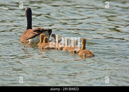 Kanadische Gans (Branta canadensis) führte Arten ein, Erwachsene mit sieben Gänsen, schwimmen auf dem See, Warwickshire, England, Sommer Stockfoto