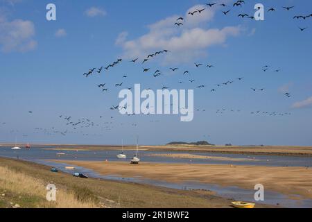 Brent Goose (Branta bernicla) Herde, im Flug über die Küste, Wells Channel, Wells-next-the-Sea, Norfolk, England, Vereinigtes Königreich Stockfoto