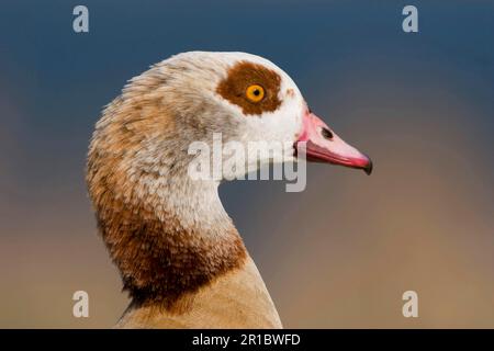 Die ägyptische Gans (Alopochen aegyptiacus) führte Arten ein, männliche Erwachsene, Nahaufnahme des Kopfes, Whitlingham, die Broads, Norfolk, England, United Stockfoto