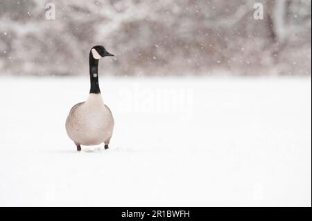 Kanadagans (Branta canadensis), Erwachsener, im Schnee stehend, reddish Vale Country Park, Großraum Manchester, England, Winter Stockfoto