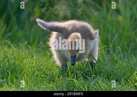 Kanadische Gans (Branta canadensis), eingeführte Arten, Gosling, Futter von Gras, Warwickshire, England, Sommer Stockfoto