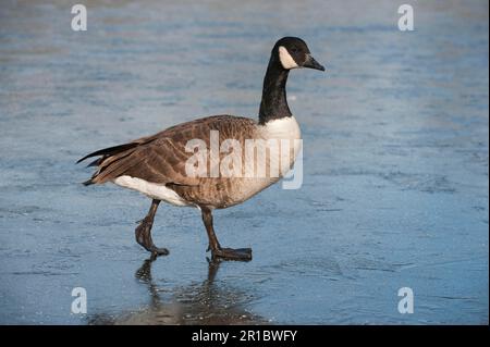 Kanadagans (Branta canadensis), Erwachsener, auf Eis wandern, rötlicher Vale Country Park, Großraum Manchester, England, Winter Stockfoto