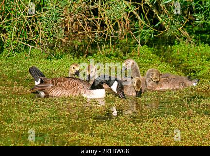 Kanadische Gänse (Branta canadensis), Erwachsene mit halbwüchsigem Gosling, Fütterung von neuseeländischem Pygmyweed (Crassula helmsii), eingebürgertem invasivem Unkraut Stockfoto