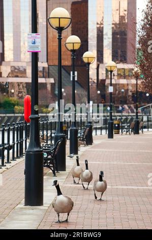 Kanadische Gans (Branta canadensis) vier Erwachsene, auf Stadtpflaster, Salford Quays, Greater Manchester, England, Winter Stockfoto