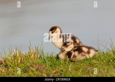 Die Ägyptische Gans (Alopochen aegyptiacus) hat Arten eingeführt, zwei Gänse, die sich am Flussufer, an der Themse, im Tal der Themse, Oxfordshire, England Stockfoto