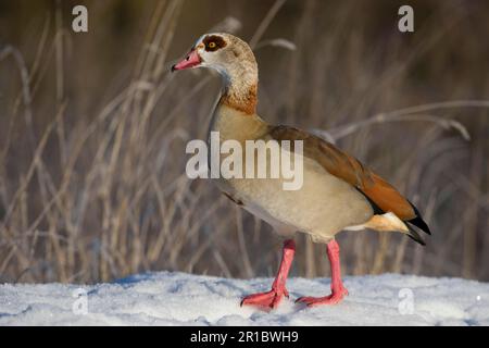 Die ägyptische Gans (Alopochen aegyptiacus) führte Arten ein, Erwachsene, auf Schnee stehend, Norfolk, England, Vereinigtes Königreich Stockfoto