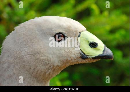 Cape Barren Goose (Cereopsis novaehollandiae), Erwachsener, Nahaufnahme des Kopfes, Flinders Chase N. P. Kangaroo Island, Südaustralien, Australien Stockfoto